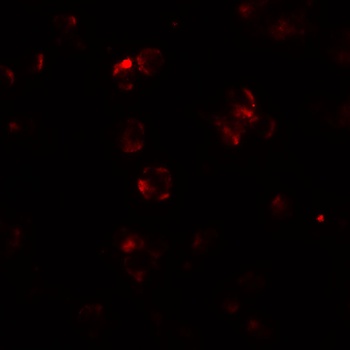 ABCA7 Antibody