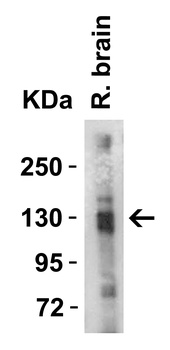 ACE2 Antibody