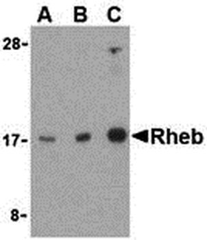 Rheb Antibody
