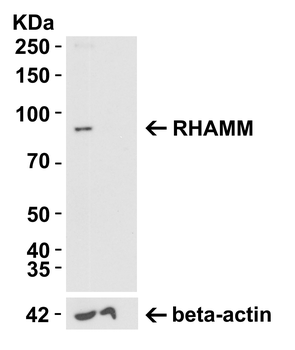 RHAMM Antibody