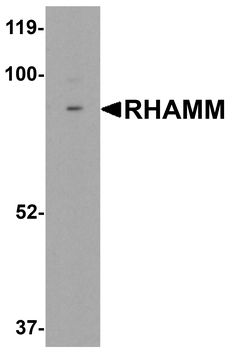 RHAMM Antibody