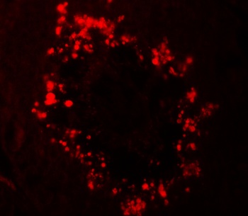 RGS22 Antibody