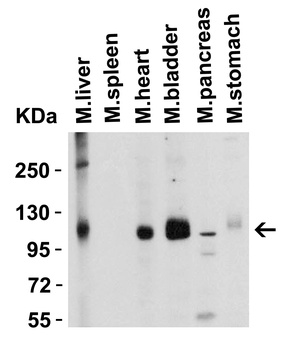 ACE2 Antibody