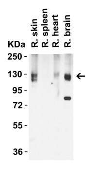 ACE2 Antibody