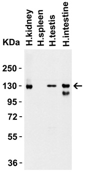 ACE2 Antibody