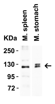 ACE2 Antibody