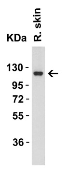 ACE2 Antibody