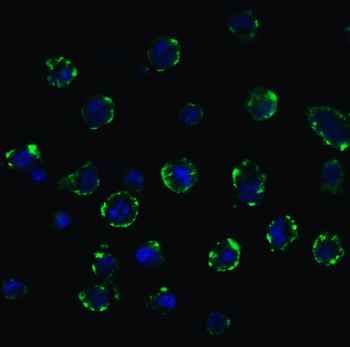 ACE2 Antibody