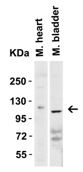 ACE2 Antibody