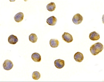Rptor Antibody