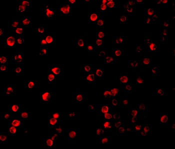 Rptor Antibody