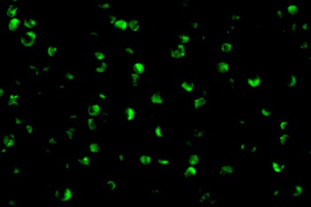 Rptor Antibody