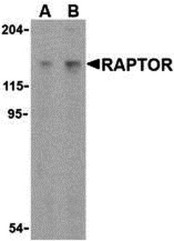 Rptor Antibody