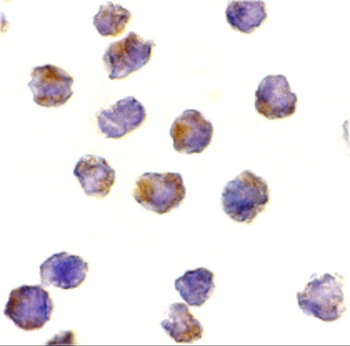 Rptor Antibody