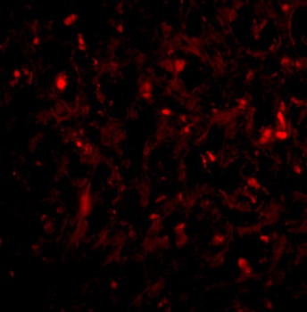 RAP80 Antibody