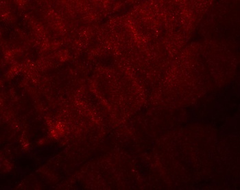 RANBP10 Antibody