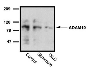 ADAM10 Antibody