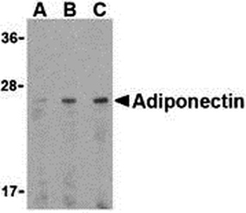 ADIPOQ Antibody