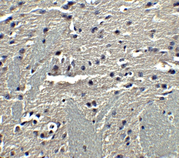 ADIPOQ Antibody