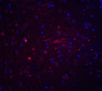 ADIPOQ Antibody