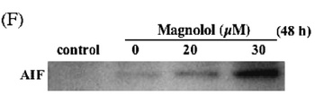 AIFM1 Antibody