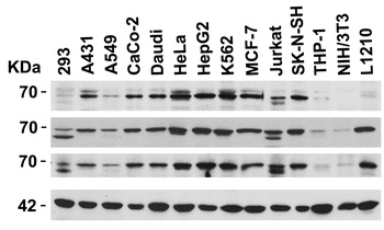 AIFM1 Antibody