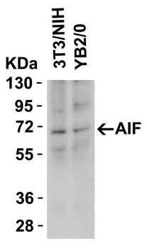 AIFM1 Antibody