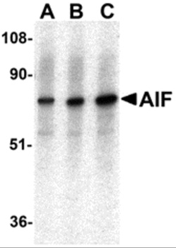 AIFM1 Antibody