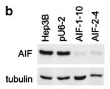 AIFM1 Antibody