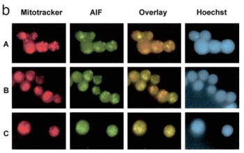 AIFM1 Antibody