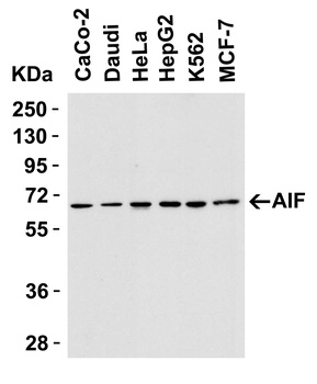 AIF Antibody