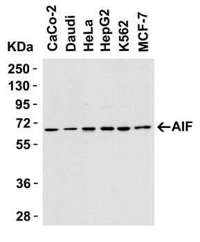 AIFM1 Antibody