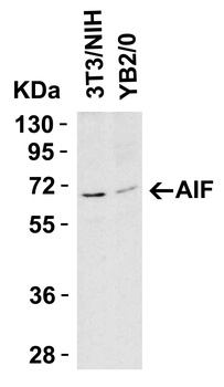 AIFM1 Antibody