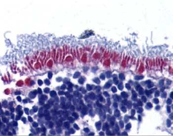 AIFM1 Antibody