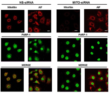 AIFM1 Antibody