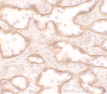 PTRF Antibody