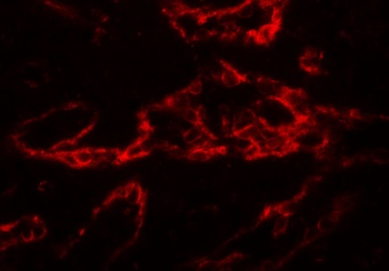 PTRF Antibody