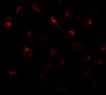 PRR5L Antibody