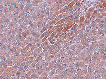 Prosapip2 Antibody
