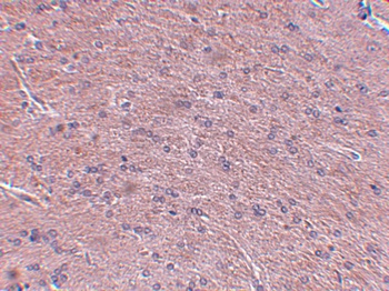 Prosapip1 Antibody