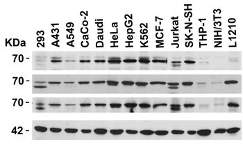 AIFM1 Antibody