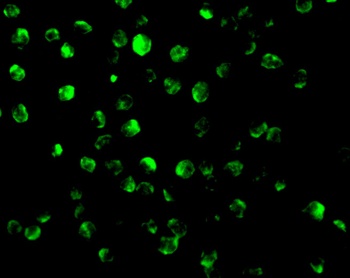 AIFM1 Antibody