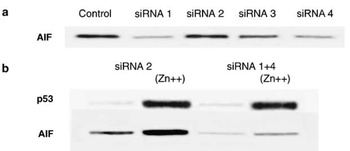 AIFM1 Antibody