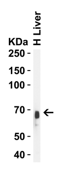 Albumin Antibody