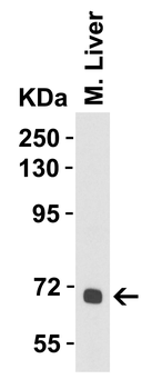 Albumin Antibody