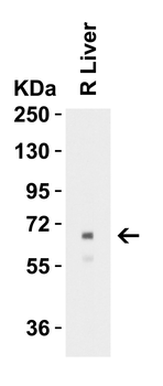 Albumin Antibody