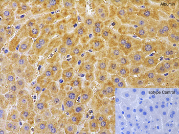 Albumin Antibody