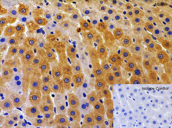 Albumin Antibody