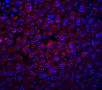 Albumin Antibody