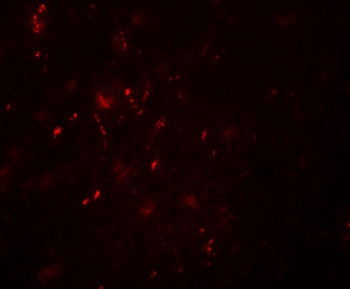 POU3F2 Antibody